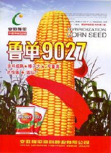 魯單9027 魯單9027