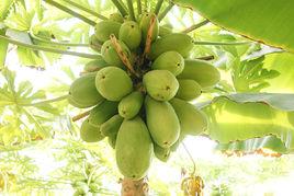 南果北種 南果北種