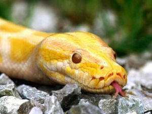 印度黃金蟒 印度黃金蟒