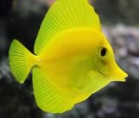 黃三角倒吊 黃三角倒吊