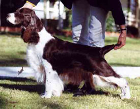 英國激飛長毛獵犬 English Springer Spaniel