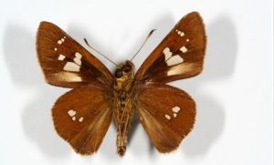 融紋孔弄蝶 融紋孔弄蝶