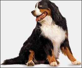Bernese Mountain Dog