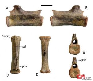 卡瑪卡瑪龍 卡瑪卡瑪龍
