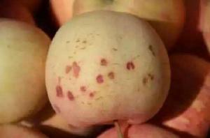 蘋果缺磷症 蘋果缺磷症