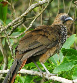 鱗紋小冠雉 鱗紋小冠雉