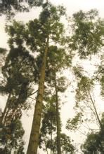 新桉1號 新桉1號