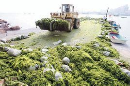 陸生無隔藻 陸生無隔藻