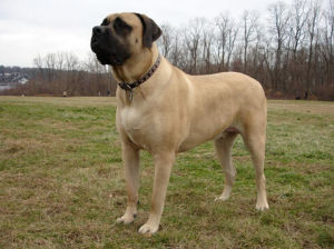 馬士提夫犬 馬士提夫犬