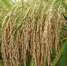 金優1506 金優1506