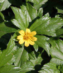 大花黃花鼠尾 大花黃花鼠尾