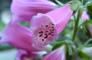 洋地黃[唇形目玄參科植物]