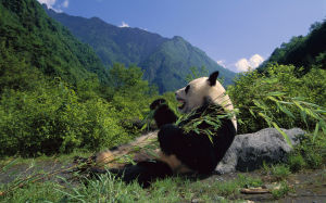 臥龍自然保護區的大熊貓