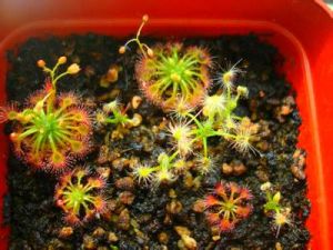 曉美茅膏菜 曉美茅膏菜