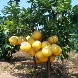 平和管溪蜜柚 平和管溪蜜柚