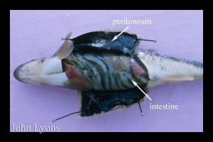 鳥糞素細胞 鳥糞素細胞