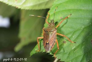 中華岱椿象 中華岱椿象