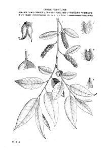 石泉柳（原變種）