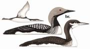 （圖）黑喉潛鳥