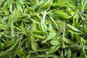 都勻毛尖 都勻毛尖