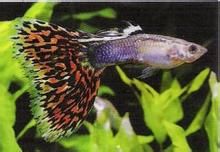 卵胎生魚 卵胎生魚