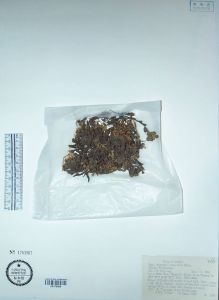 鱗葉點地梅 鱗葉點地梅