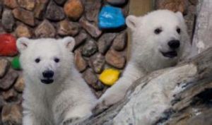 孿生北極熊 孿生北極熊