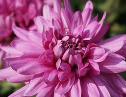 紫紅早菊 紫紅早菊