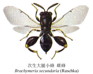次生大腿小蜂