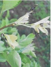 山楂枯梢病