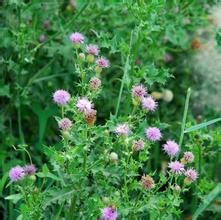 紫毛蒲兒根 紫毛蒲兒根