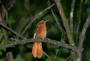 黑頂拾葉雀 黑頂拾葉雀