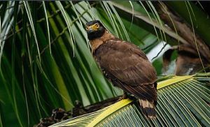 蘇拉威西島蛇雕 蘇拉威西島蛇雕