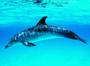 小布氏鯨 小布氏鯨