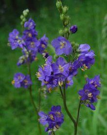 柔毛花荵 柔毛花荵