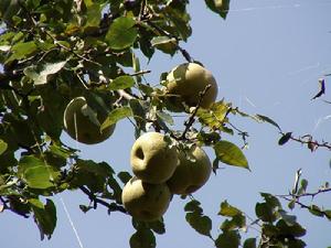 卡子密村特色產業-生態梨