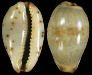 阿曼灣小眼寶螺