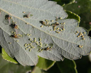 紅腹縊管蚜 紅腹縊管蚜