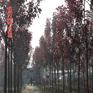 全紅楊大工程苗