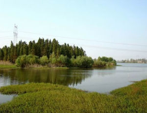 高郵湖濕地 高郵湖濕地
