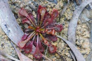 匙葉茅膏菜 匙葉茅膏菜