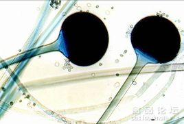 脂解毛霉 脂解毛霉