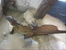 菲律賓斑帆蜥