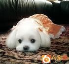 犬巴貝斯蟲病 犬巴貝斯蟲病