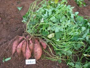 西成薯007 西成薯007