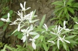 白雪火絨草 白雪火絨草