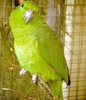 鱗項亞馬遜 鱗項亞馬遜