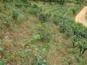 茸代不勒自然村 茸代不勒自然村