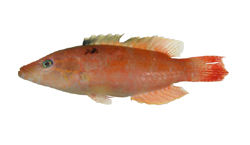 單帶尖唇魚 單帶尖唇魚