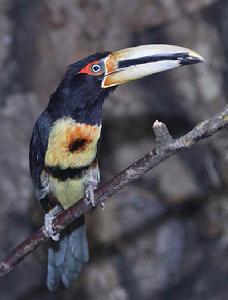 簇舌巨嘴鳥屬 簇舌巨嘴鳥屬